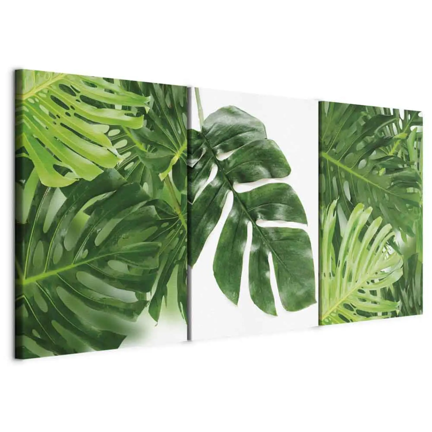 philodendron red leaves Philodendron 'Sun Red' – Foliage Factory main image 0