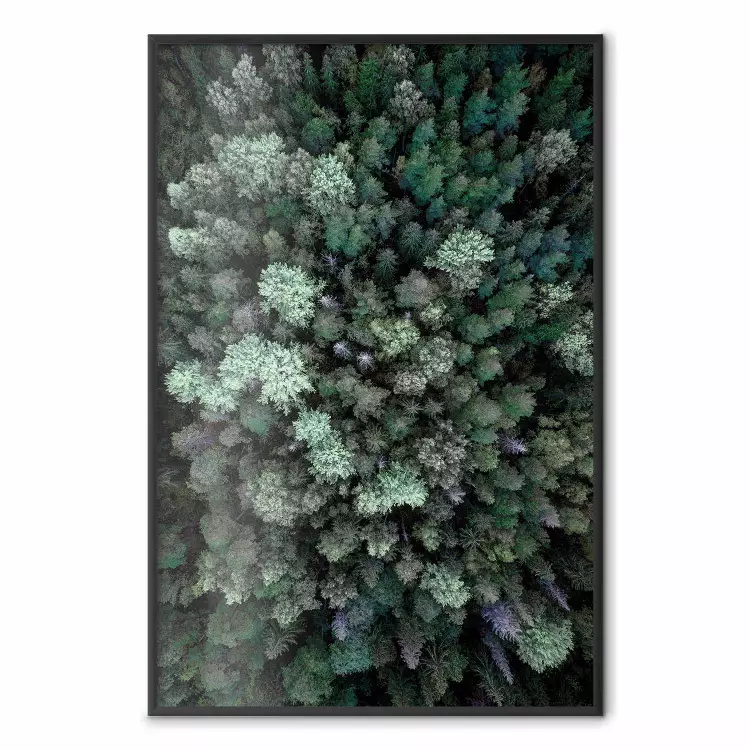 Volo sopra la foresta - composizione con conifere viste dall'alto