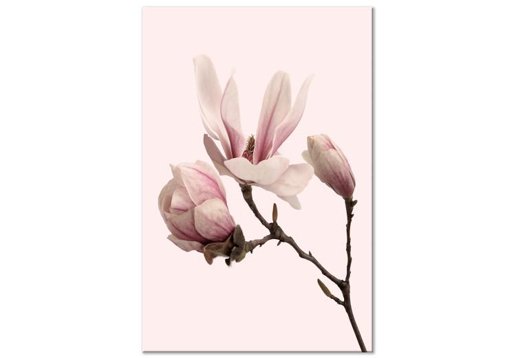 Quadro su tela Simbolo di primavera (1-pezzo) - magnolia rosa naturale