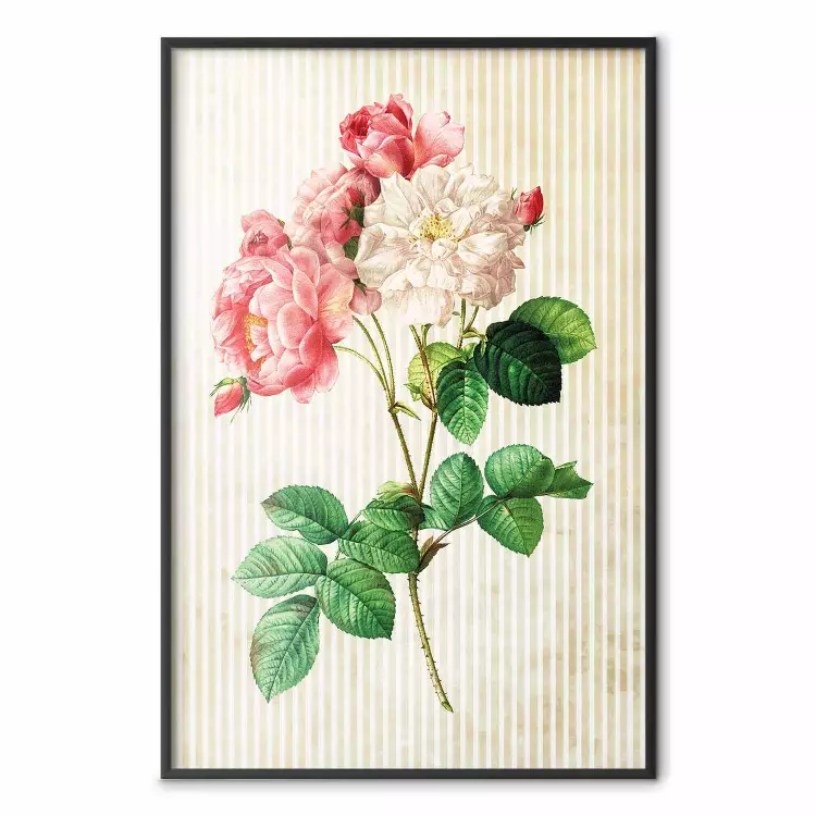 Rosa celeste: composizione fiori su sfondo a strisce