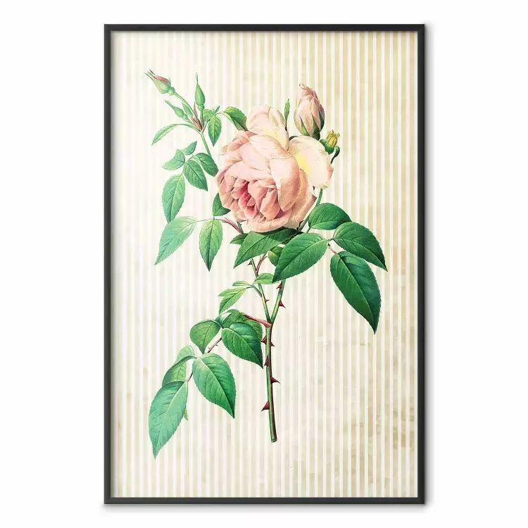 Rosa vittoriana: composizione vegetale colorata