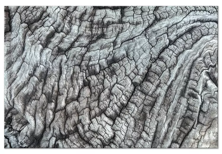Corteccia dell'albero - struttura della natura in grigio monocromatico