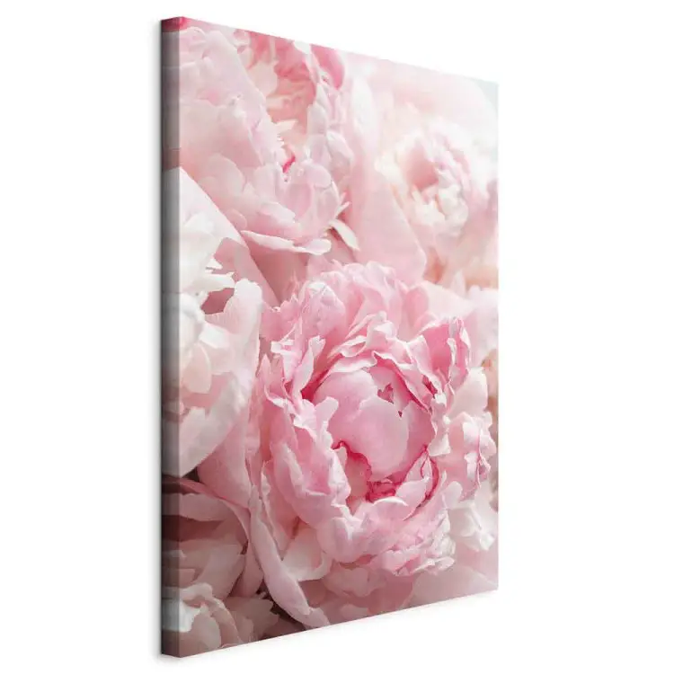 Fioritura di colori naturali - peonia in tonalità di rosa