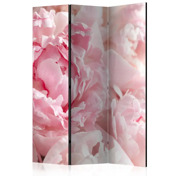 Peonie dolci - petali rosa su sfondo di luce luminosa