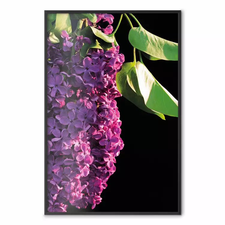 Colori primaverili - composizione con fiori viola di sambuco