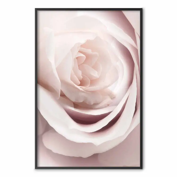 Rosa di porcellana - pianta rosa chiaro con bel fiore di rosa fresca