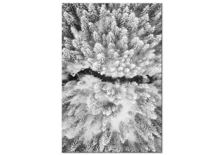 Foresta invernale vista dall'alto - foto in bianco e nero
