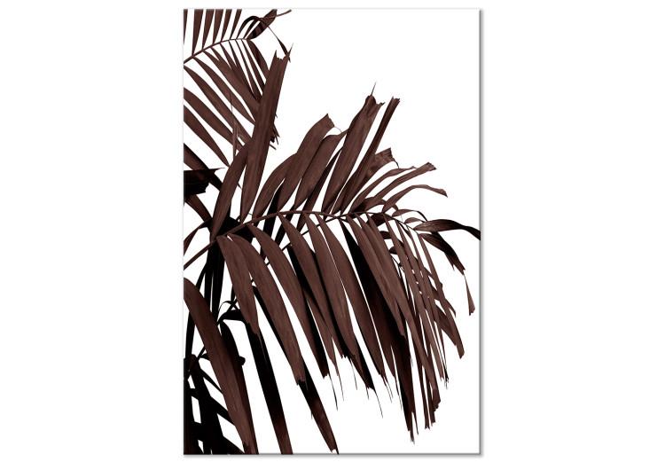 Quadro su tela Foglie di palma secche - foglie marroni di un albero tropicale su sfondo bianco