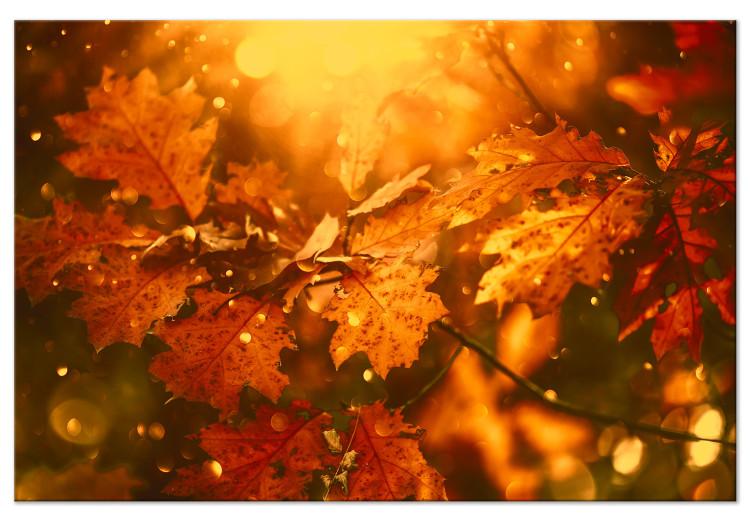 Quadro su tela Foglie di quercia autunnale - foto di foglie d'oro al sole