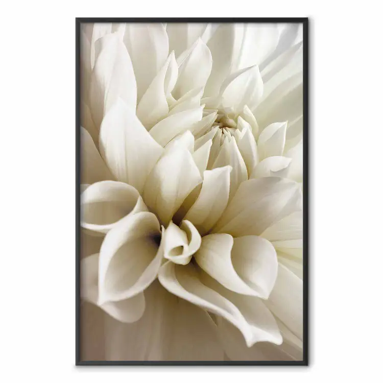 Bella dalìa - delicati fiori bianchi con petali leggermente beige