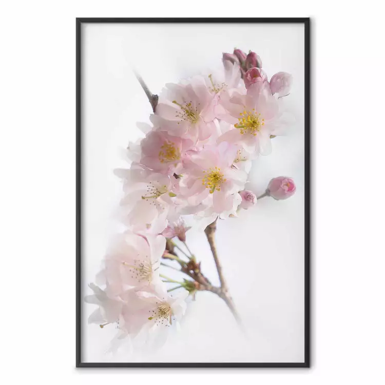 Primavera in Giappone - rametto con fiori rosa su sfondo bianco chiaro