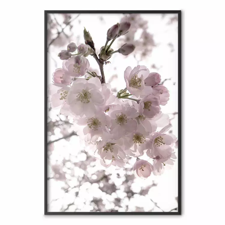 Fiori ciliegio - albero con fiori rosa su bianco contrastante