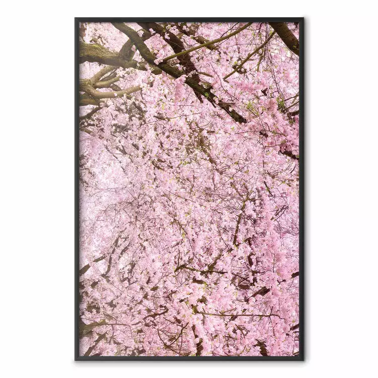 Albero ciliegie - alberi con foglie rosa chiaro