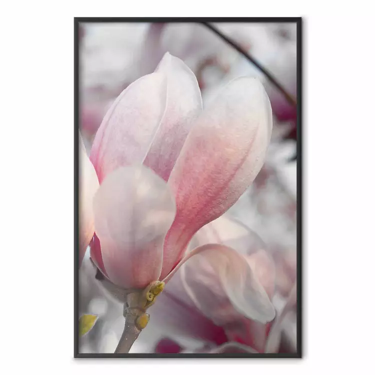 Anticipo della primavera - pianta primaverile con delicato fiore rosa