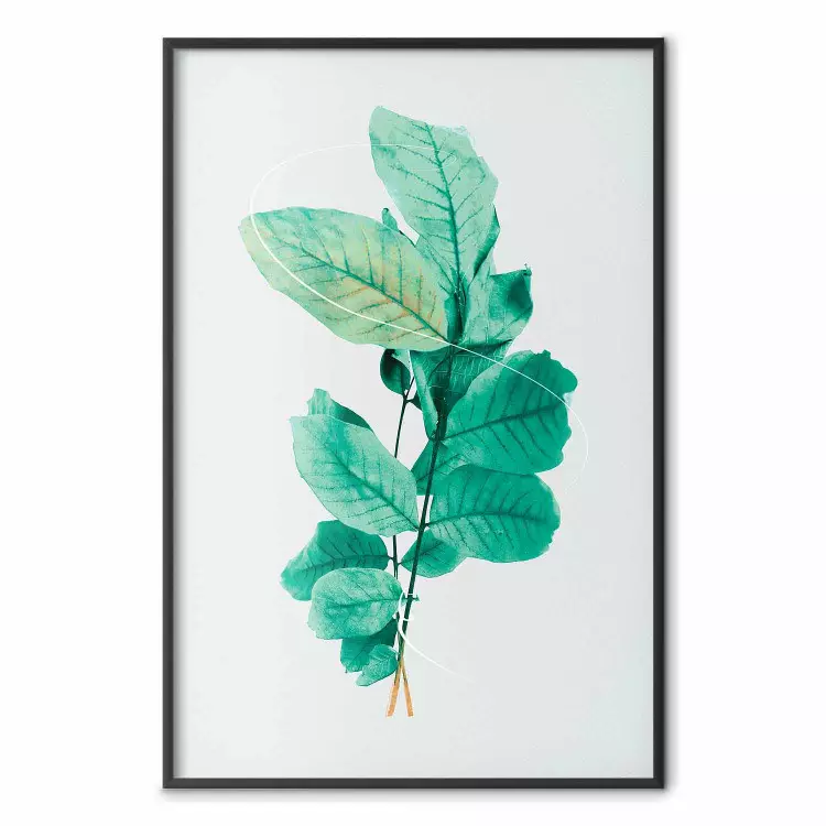 Grazia menta - piante con foglie di menta su chiaro