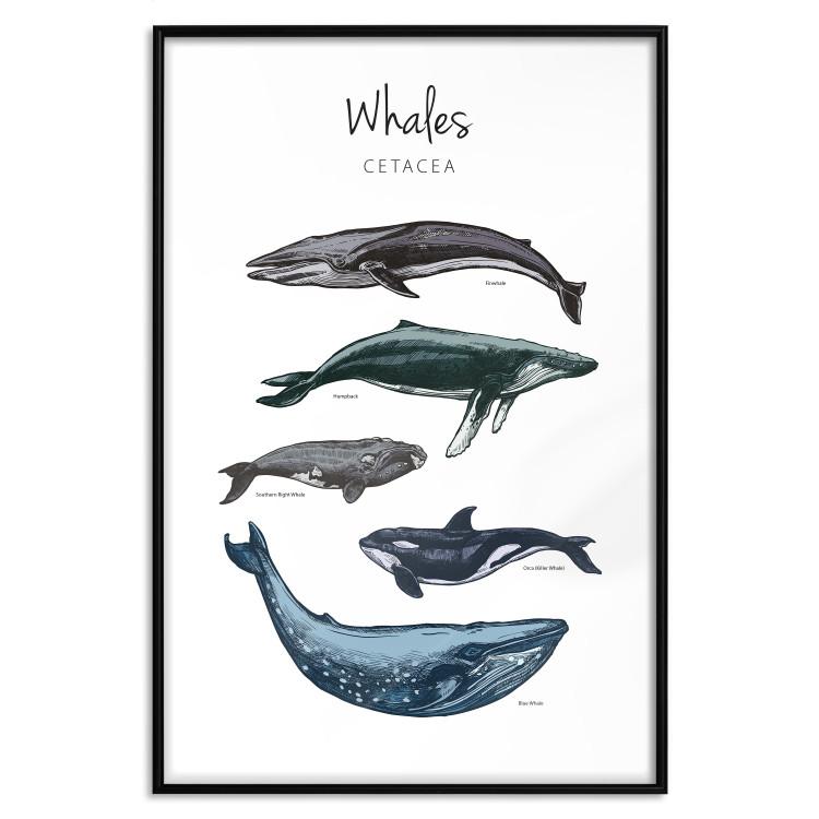 Poster Whales [Poster]