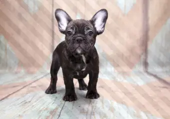 KIWISTAR - Adesivo da parete con bulldog francese, in 6 misure