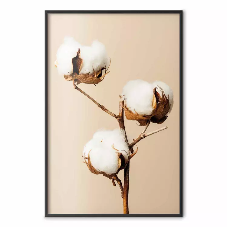 Saturazione morbida - pianta, fiore di cotone su chiaro