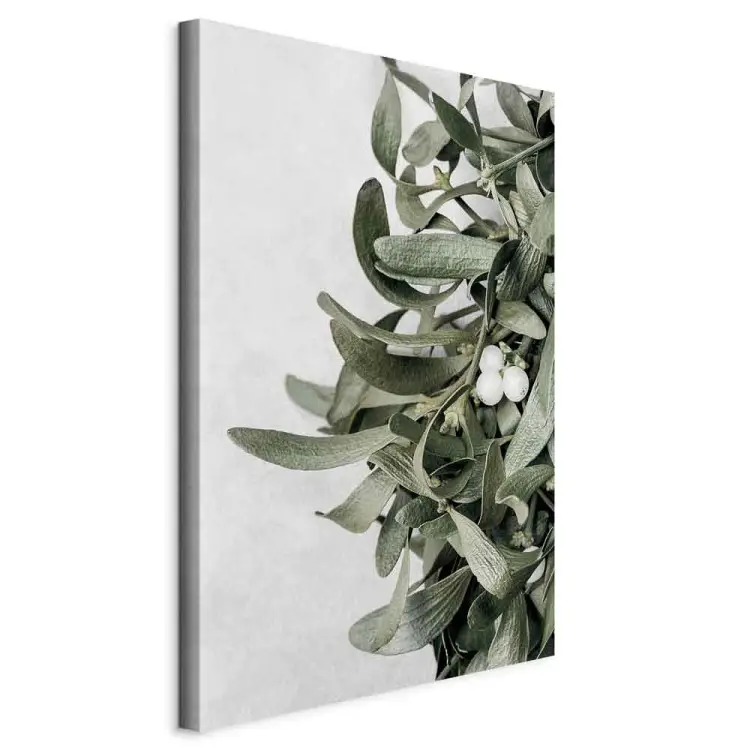 Foglie di vischio - inverno, foto botanica su uno sfondo bianco