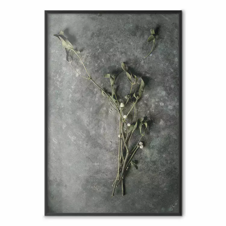 Amore sempreverde - pianta con fiori bianchi su fondo di cemento