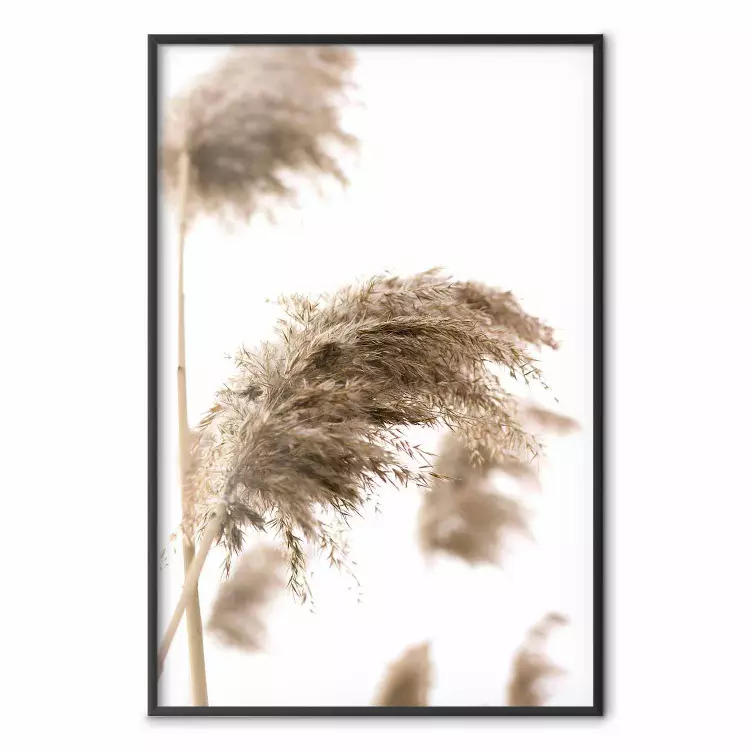 Vento secco - pianta nel vento su sfondo bianco