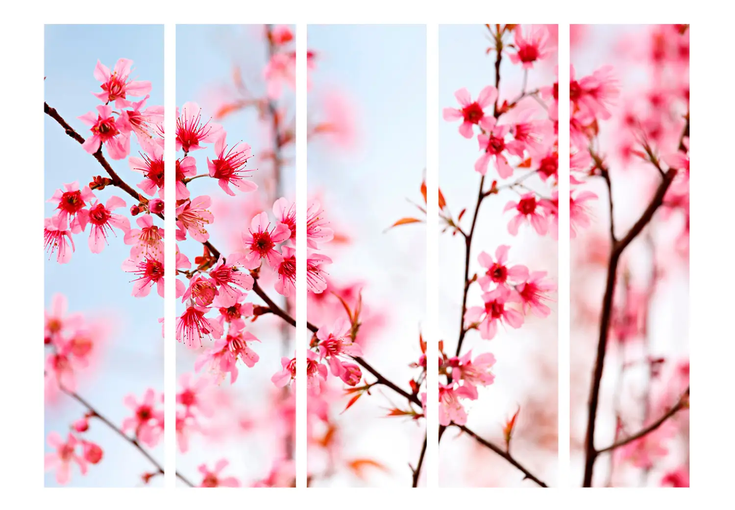 Sakura Fiore Di Ciliegio Simbolo Della Tradizione Della Nazione Giapponese 38014059