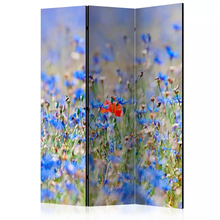 Prato Azzurro - Camomilla - Paesaggio estivo di fiori blu