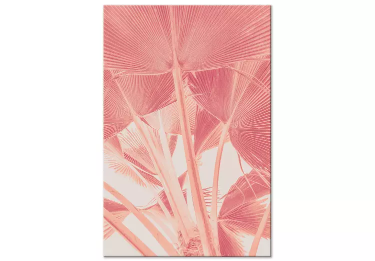 Palma rosa - Immagine a raggi X delle foglie di palma in rosa