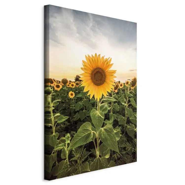 Campo di girasoli verticale - paesaggio prativo primaverile