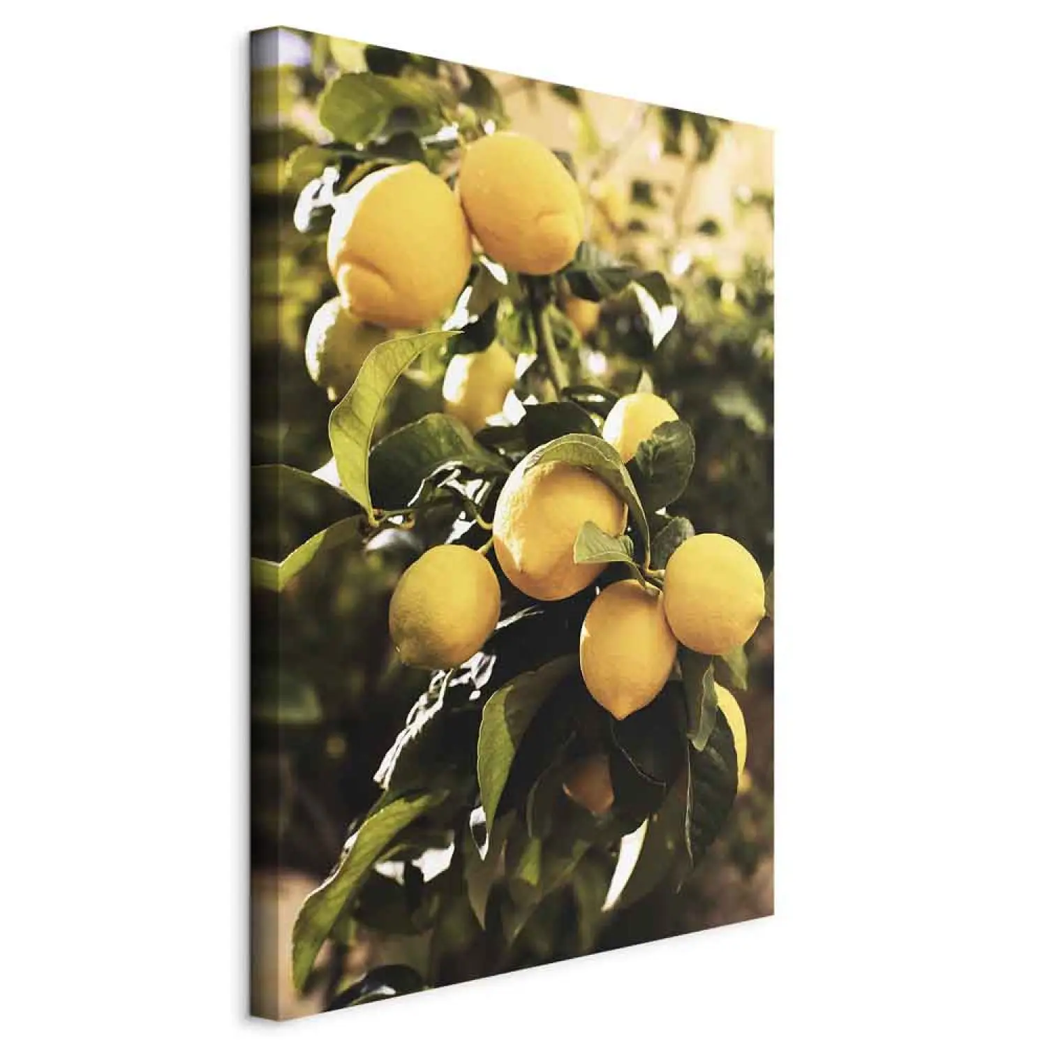 Quadro Su Tela Con Albero Di Limoni - Decorazione Da Parete Botanica Per Cucina - 30x30 Cm Con Gancio Incluso