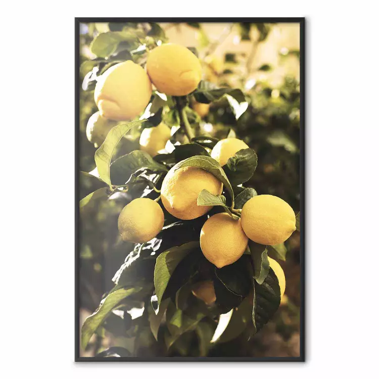 Agrumi italiani - composizione in limoni gialli