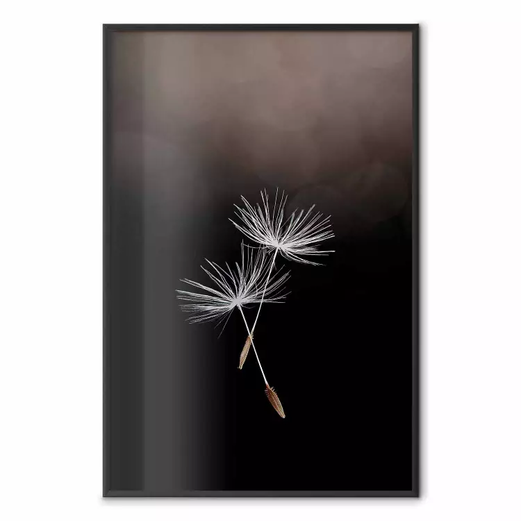 Momento volante - delicati fiori bianchi di soffione su sfondo nero