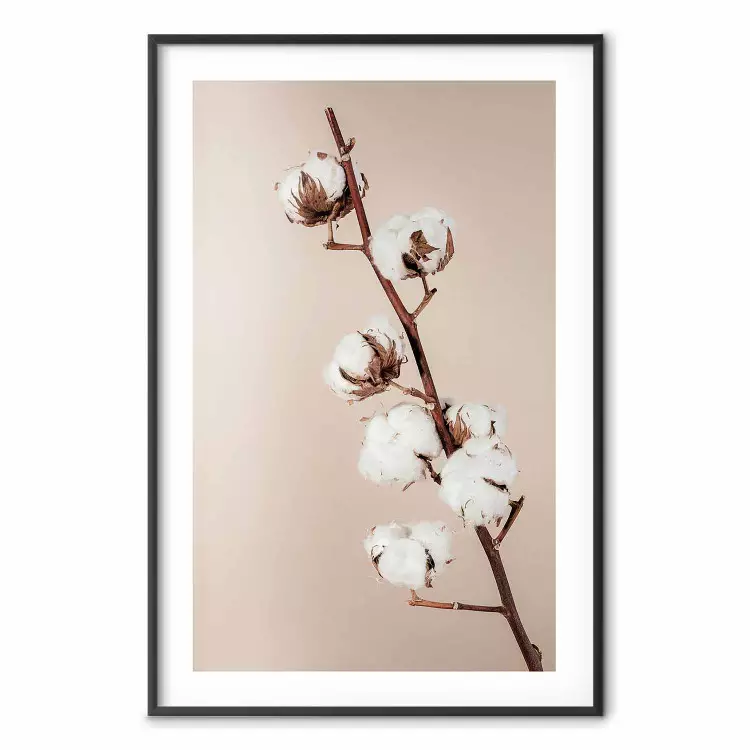 Morbidezza del cotone - pianta con fiori bianchi morbidi su beige