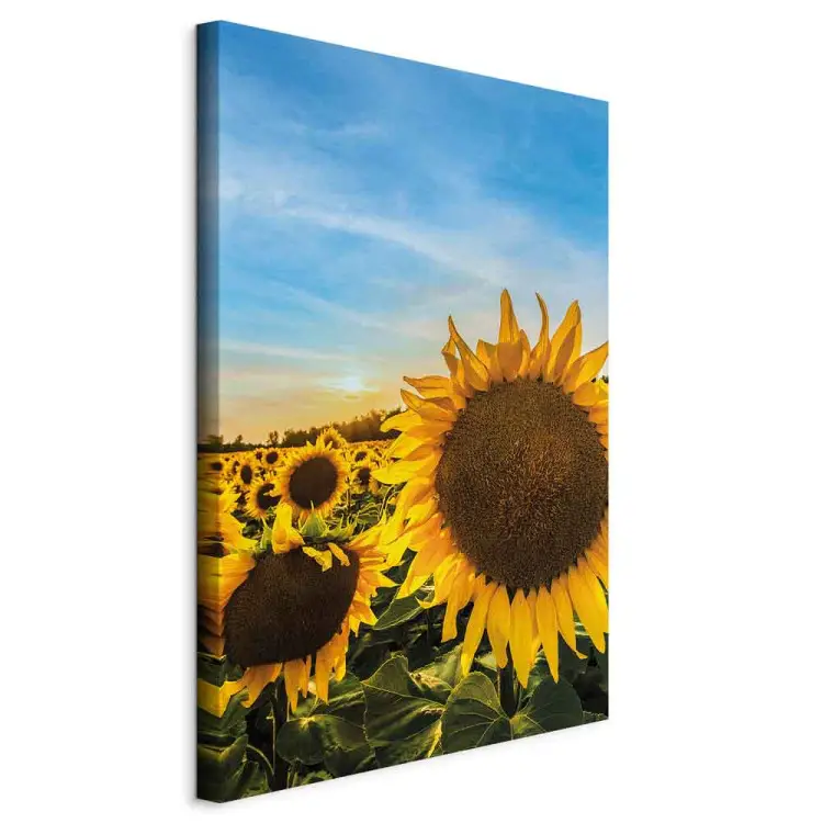 Fiori della pace - girasoli in un campo vasto