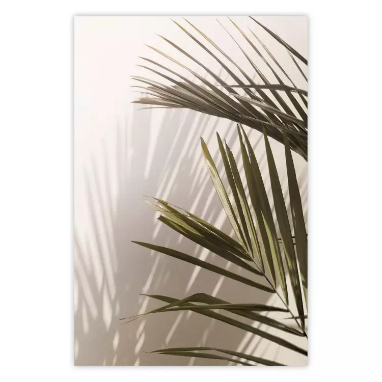 Foglie di palma - una visione solare di un pacifico gioco di ombre