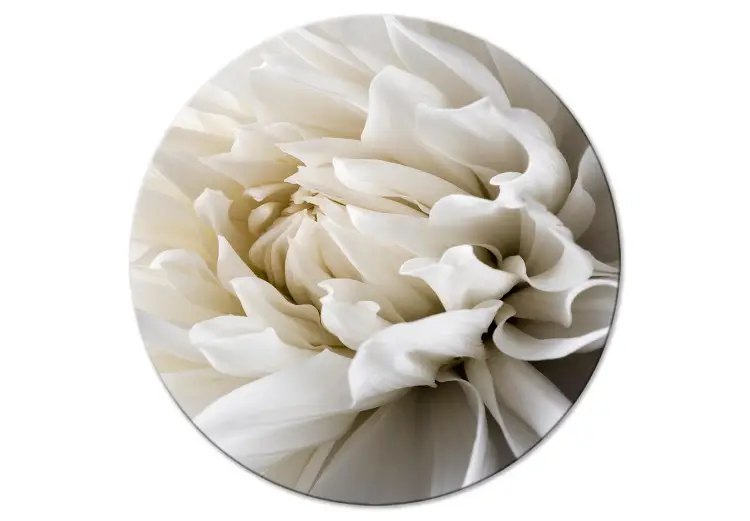 Fiore bianco - un bocciolo dispiegato in una calda luce color crema