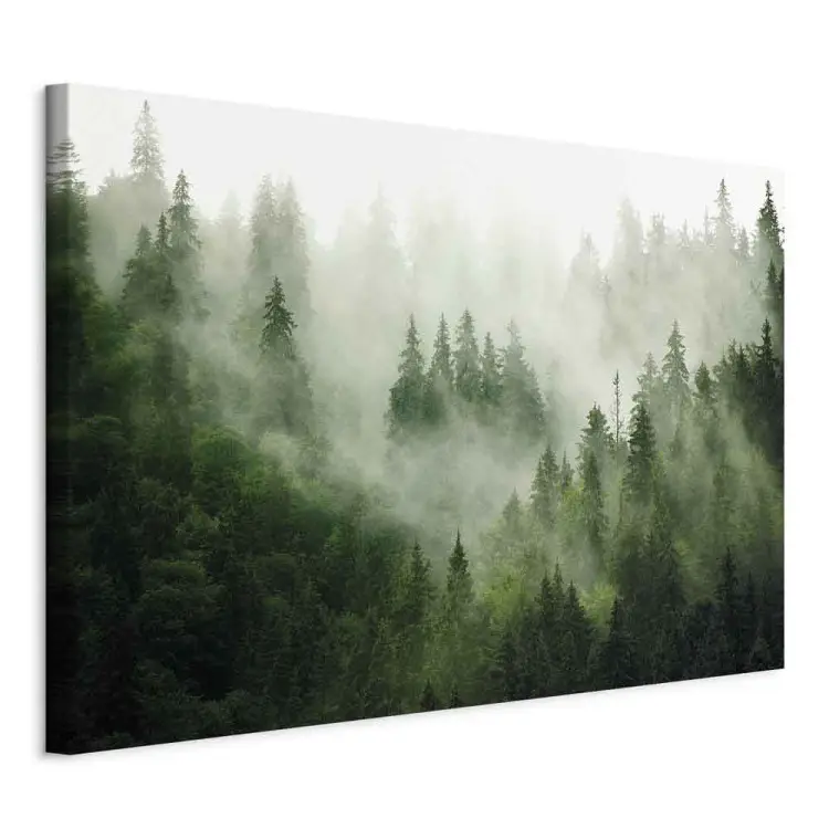 Foresta montagna - alberi nebbia