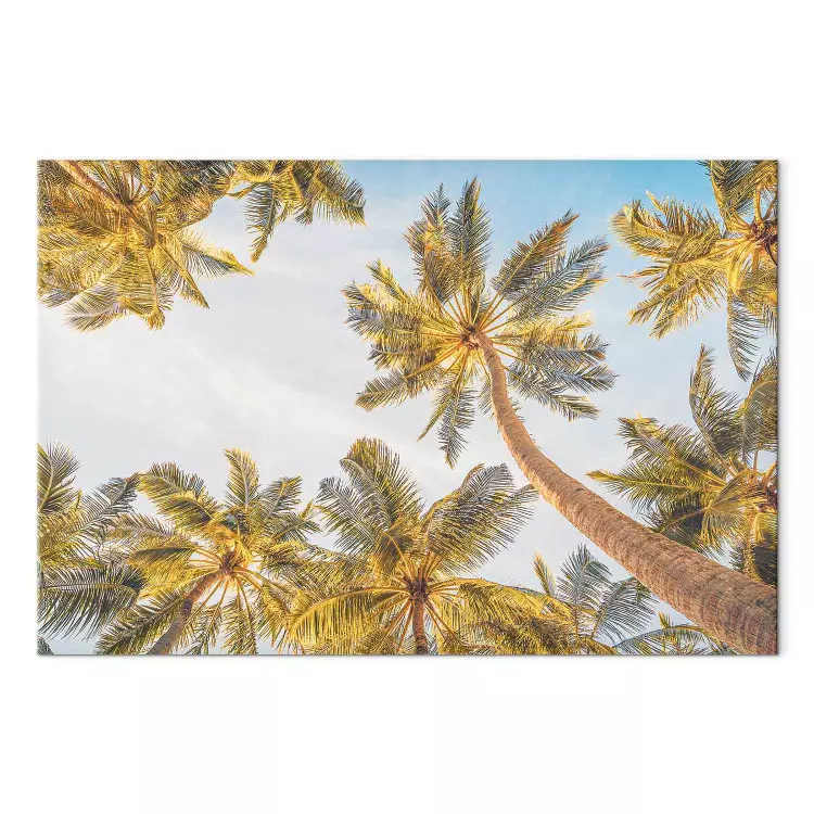 Cime di palme - alberi tropicali contro un cielo luminoso