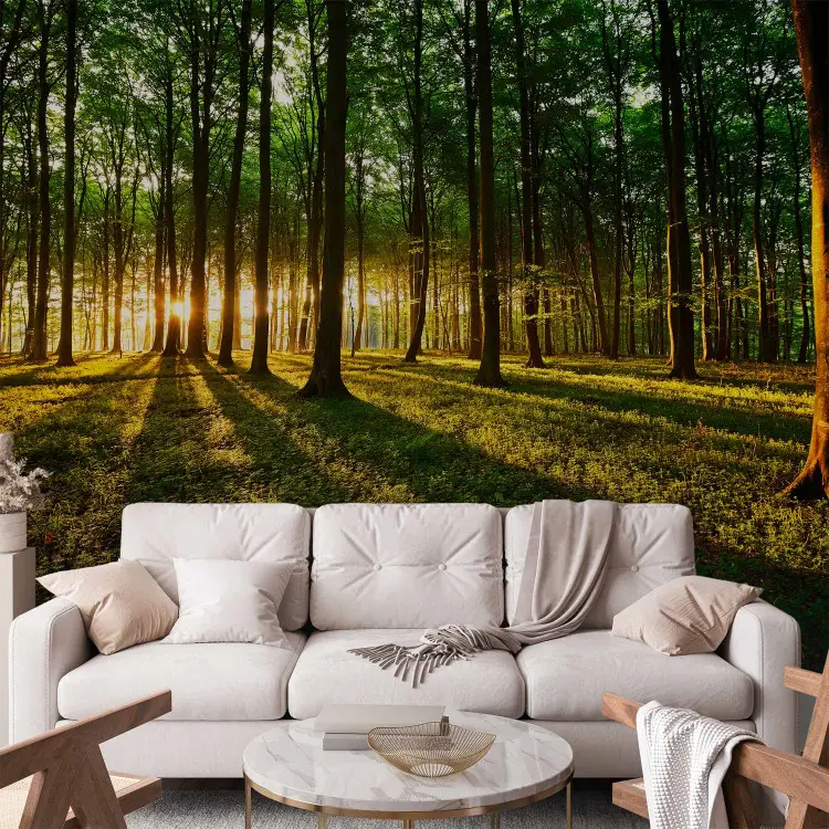 Primavera: mattina in foresta - paesaggio con alba tra gli alberi