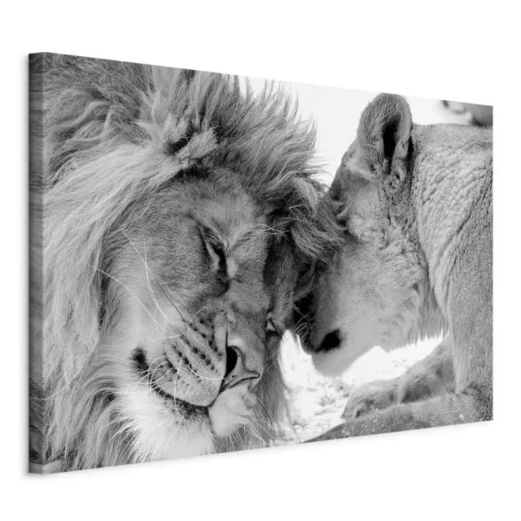 L'amore del leone