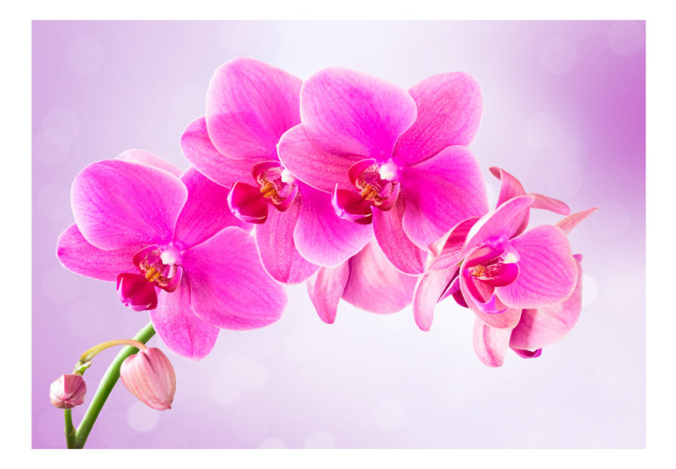 Carta da parati Riflessione - fiori di orchidea rosa su sfondo viola chiaro 60320 additionalImage 1