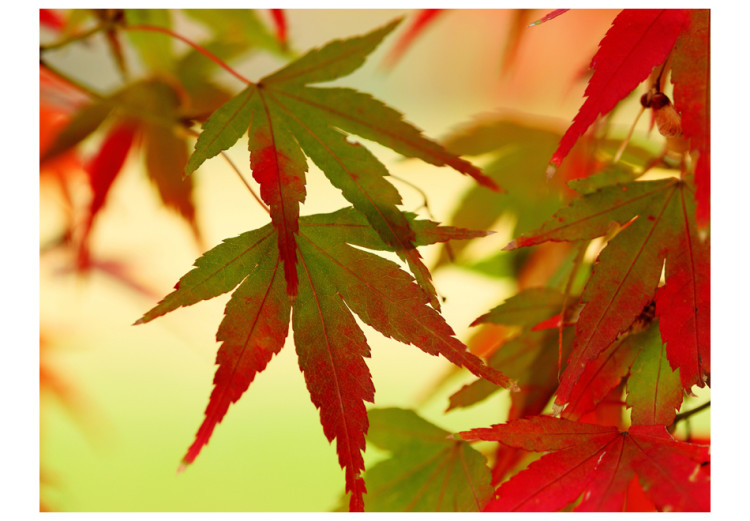 Carta da parati moderna Foglie Colorate - foglie di alberi al tramonto in autunno 60440 additionalImage 1