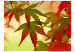 Carta da parati moderna Foglie Colorate - foglie di alberi al tramonto in autunno 60440 additionalThumb 1