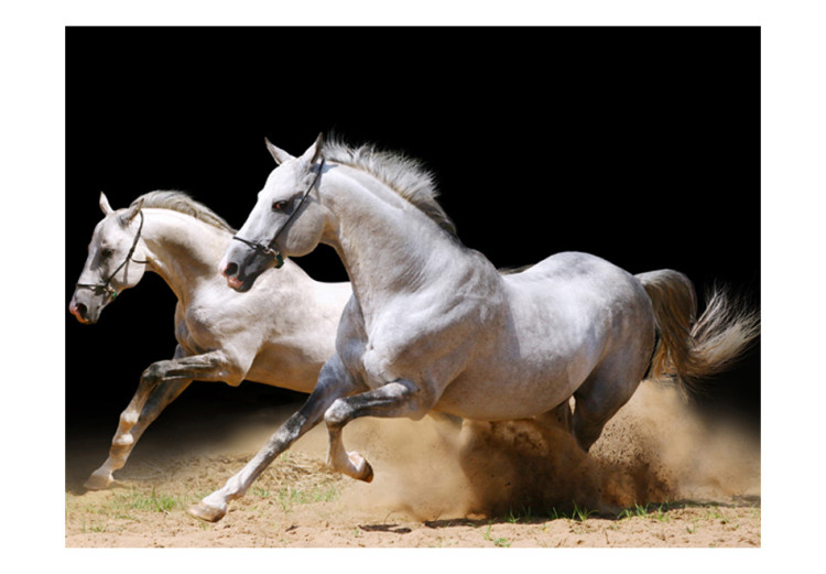 Carta da parati Galoppo di stalloni - cavalli bianchi che corrono sulla sabbia 61260 additionalImage 1