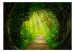 Carta da parati Angolo magico con alberi - paesaggio di sentiero illuminato dal sole 144590 additionalThumb 1