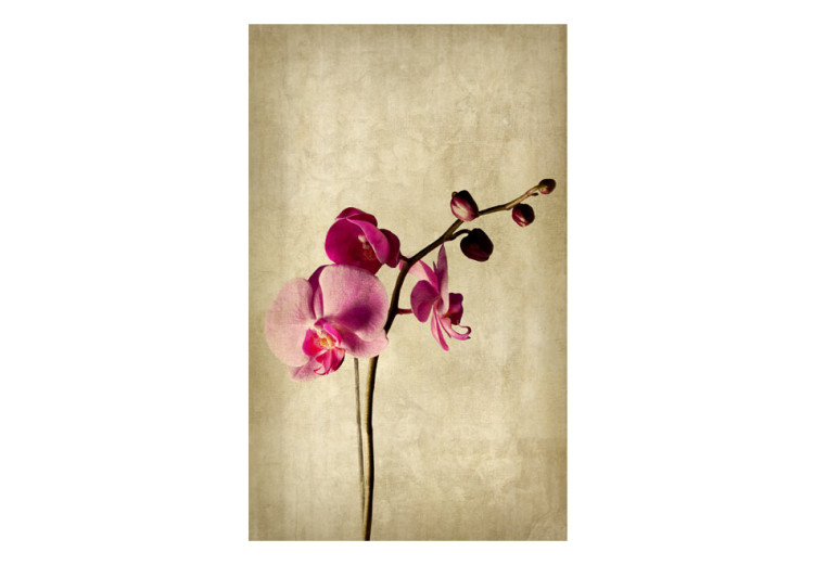 Carta da parati moderna Orchid, strength and subtlety 60631 additionalImage 1