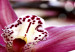 Quadro moderno Orchidea - oasi di tranquillità 50212 additionalThumb 5