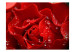 Carta da parati moderna Rosa bagnata - primo piano di una rosa rossa con gocce d'acqua 60332 additionalThumb 1