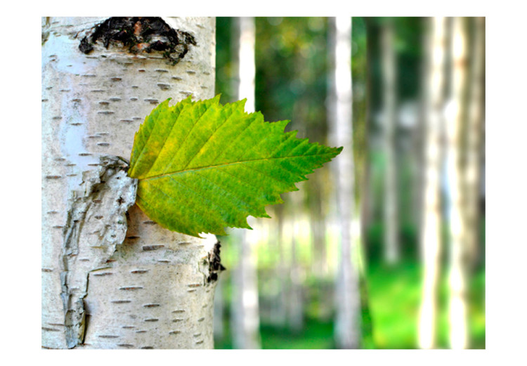 Carta da parati Foglia di Betulla - paesaggio forestale con albero di betulla 60443 additionalImage 1