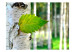 Carta da parati Foglia di Betulla - paesaggio forestale con albero di betulla 60443 additionalThumb 1